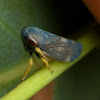 Neotartessus Leafhopper