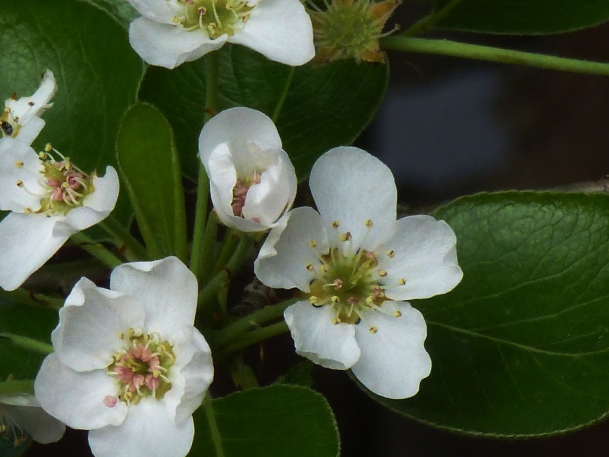 Pear Blossoms