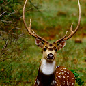 Sri Lankan axis deer