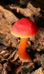 How to get Bright Mushroom at rain LWP 2.0 mod apk for bluestacks