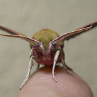 Elephan Hawk-moth