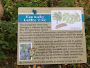 Kentucky Coffee Tree