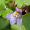 Ivy-Leaved Toadflax