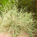 Beard Lichen