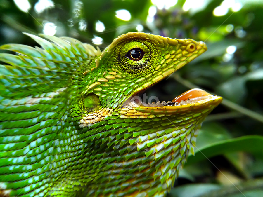 Bunglon surai (green crested lizards) 02 by Hendrata Yoga Surya - Instagram & Mobile Android