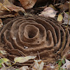 Harvester Ant Nest