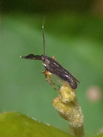 Delphacid bug