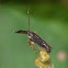 Delphacid bug