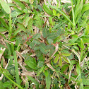 Mimosa plant