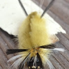 banded tussock moth caterpillar