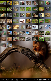 Squirrels Mania Screenshots 3