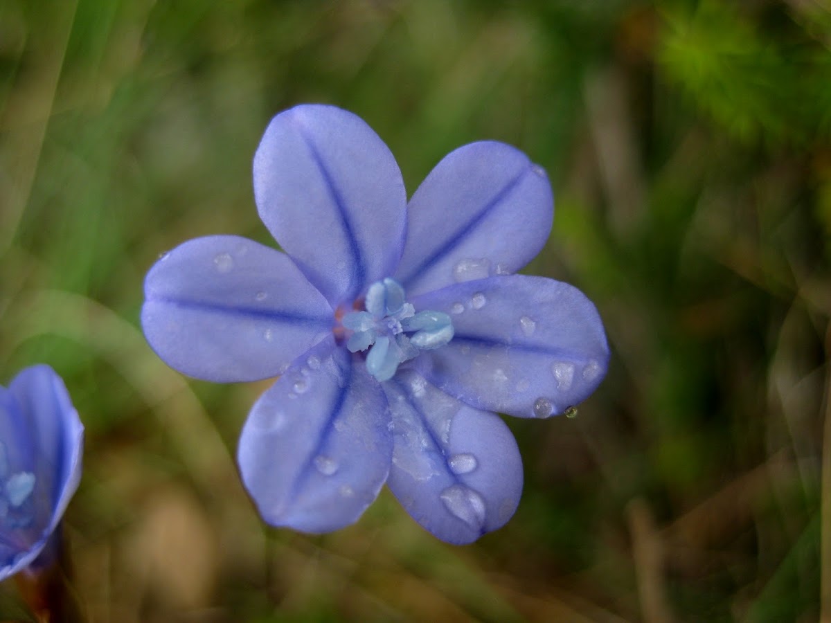 blue grass lily; junquillo azul