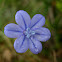 blue grass lily; junquillo azul