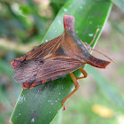 Giant Shield Bug