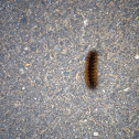 Isabella Tiger Moth Caterpillar