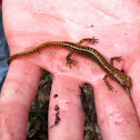 Long tail salamander.