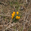 Golden Yellow Crocus