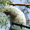 Sulphur Crested Cockatoo (B&F)