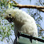 Sulphur Crested Cockatoo (B&F)