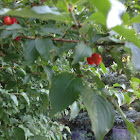 Cornelian cherry