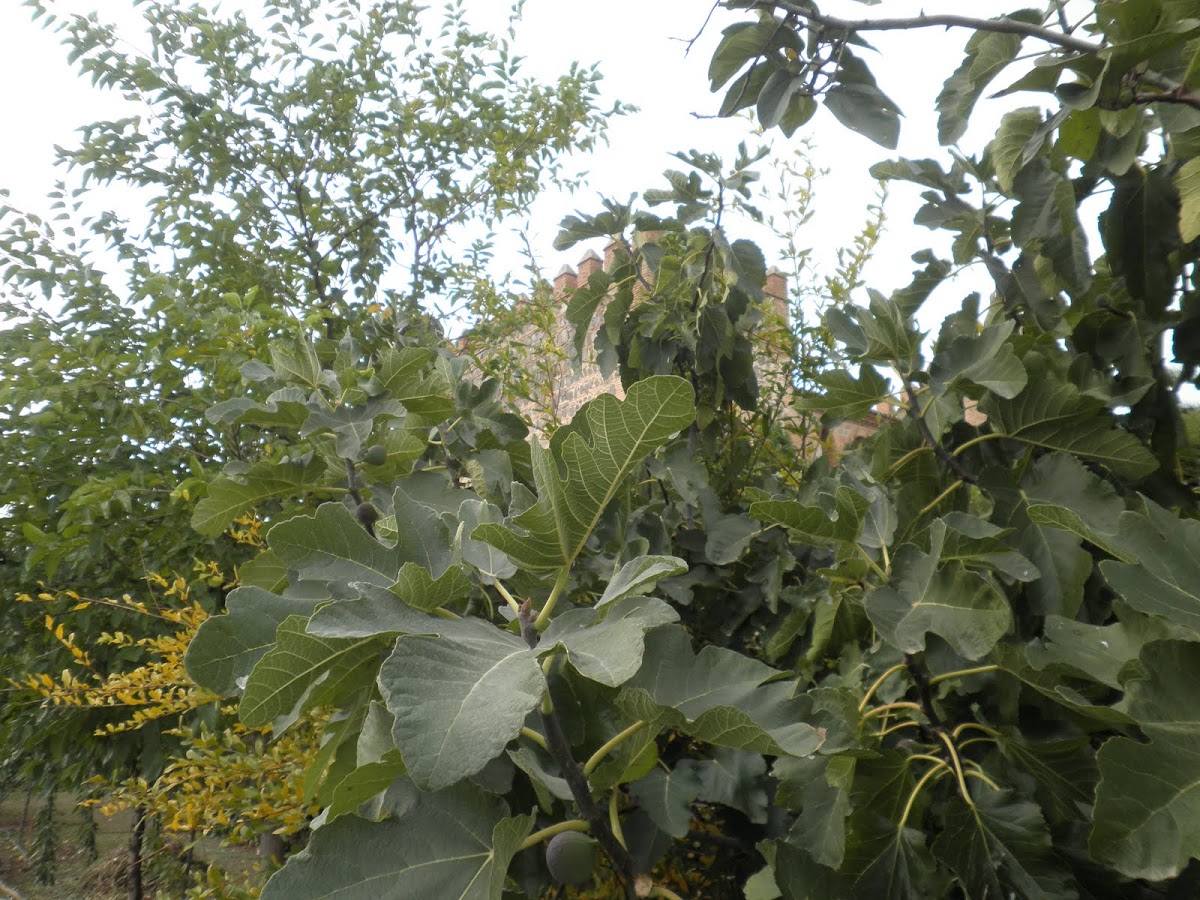 Ficus carica (Higuera. Fig tree)