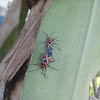 Cotton stainer bugs