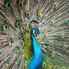 Show You My Gorgeous!!! by 敬昕 涂 - Animals Birds