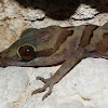 Lauhachinda's Cave Gecko