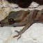 Lauhachinda's Cave Gecko