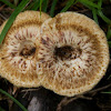 Lentinus