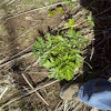 Giant Hogweed- young plant