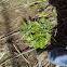 Giant Hogweed- young plant