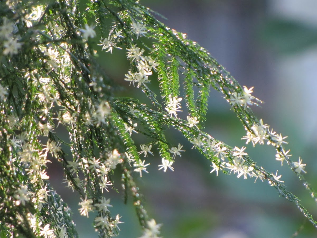 Asparagus fern flowers