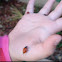 California ladybeetle