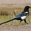 Black-billed Magpie