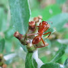 Reddish carpenter ant