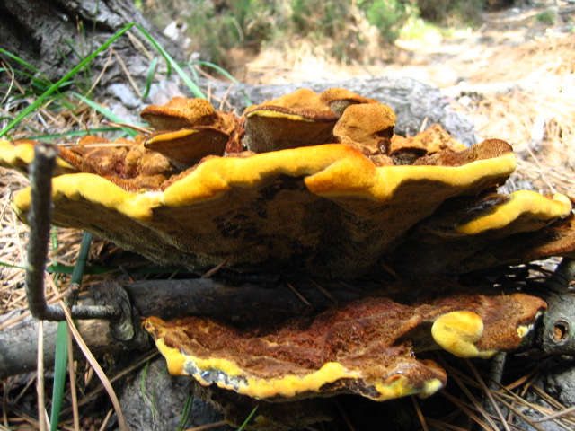 velvet-top fungus