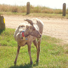 Bighorn Sheep (Female)
