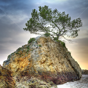 solitary by Rui Silva - Nature Up Close Trees & Bushes