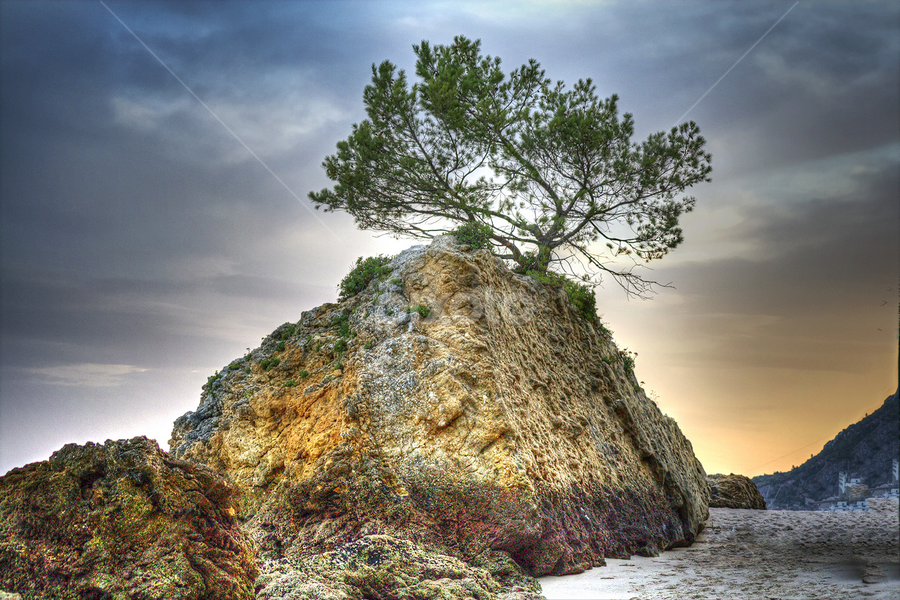 solitary by Rui Silva - Nature Up Close Trees & Bushes