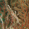 Ornate ghost pipefish