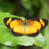 Tegosa Butterfly