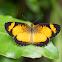 Tegosa Butterfly