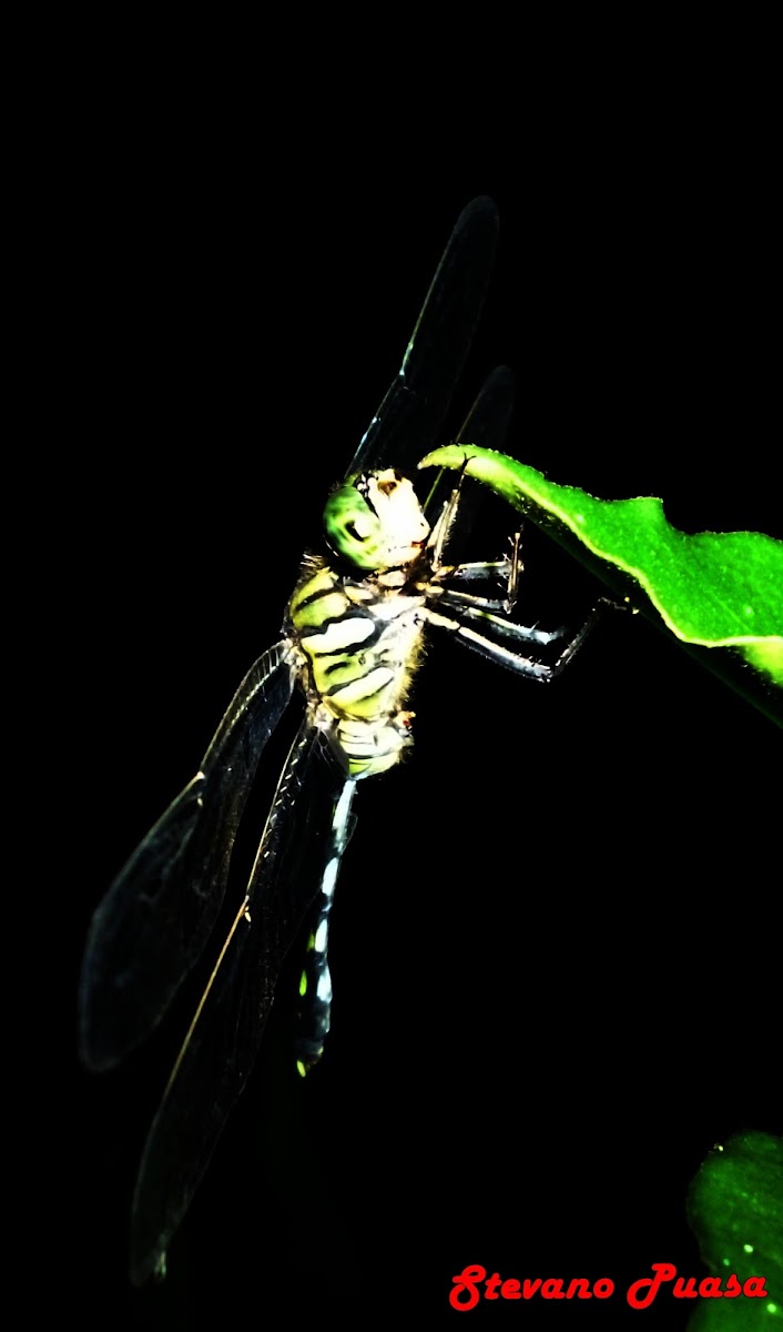 the Slender Skimmer