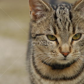 by Sonja Stajic - Animals - Cats Portraits