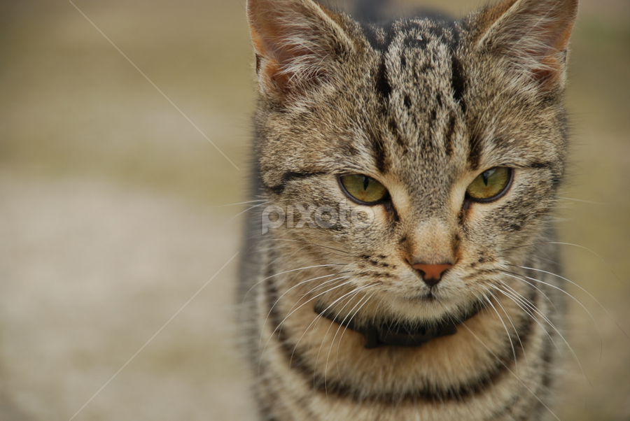 by Sonja Stajic - Animals - Cats Portraits