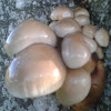 Porcelain mushroom