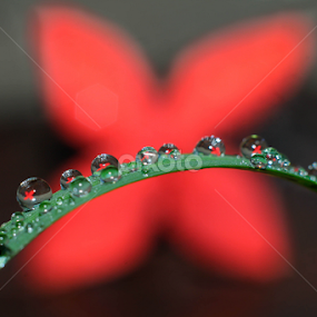 by Pani Indra - Flowers Flower Arangements