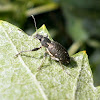 Short snouted Weevil