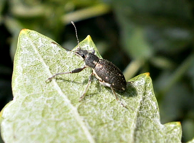 Short snouted Weevil